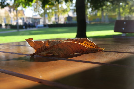 Welkes Blatt liegt auf einem Tisch im Park Maille in Esslingen (Baden-Württemberg)