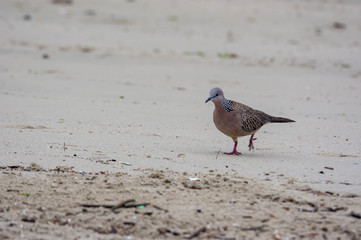 Spotted pigeon walking on a beach sand in a beach resort