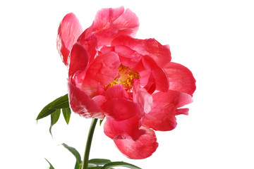 Beautiful coral color peony flower isolated on white background.