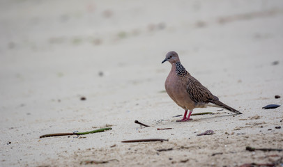Spotted pigeon walking on a beach sand in a beach resort