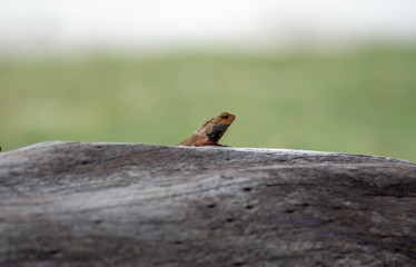 Indian Chameleon on a cement railing in a park with green blurry background