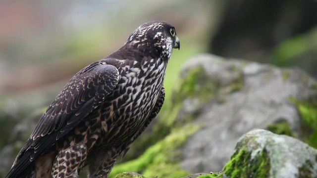 Peregrine falcon in the forest
