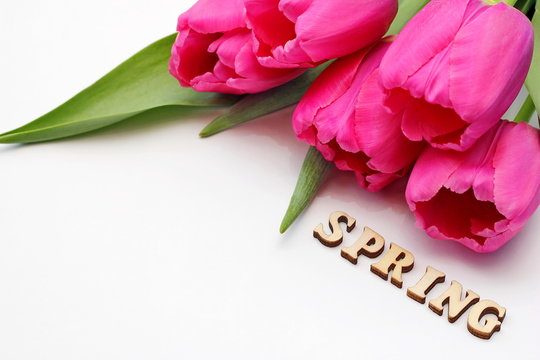 Pink Tulips on white background. the word Spring in wooden letters