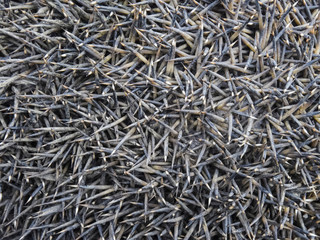 Texture hedgehog needles. The surface of the hedgehog back