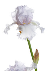 Delicate light lilac iris flower Isolated on a white background.