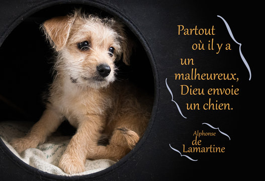 Adorable chiot illustrant une citation de Lamartine