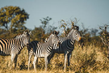 Fototapeta na wymiar Okavango Delta Zebras