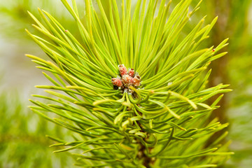 Close-up view of pine buds in the middle of green needles.