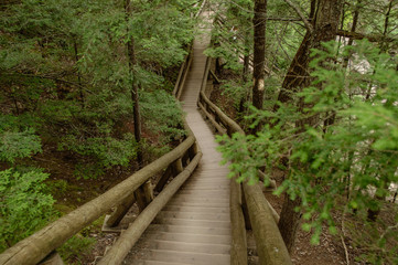 Hiking Trail in Forest with wooden handrails