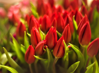 Naklejka premium Closeup bouquet of fresh red tulips. Valentines day, women day, mothers day, spring, romance and love. Tulip symbol of spring. First spring flowers. Background with flowers