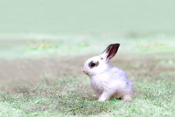 草地を歩く子供のウサギ