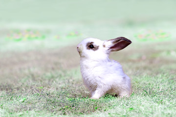 草地を歩く子供のウサギ