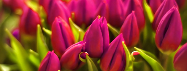 Closeup horizontal bouquet of fresh rose tulips. Valentines day, women day, mothers day, spring, romance and love. Tulip symbol of spring. First spring flowers. Background with flowers