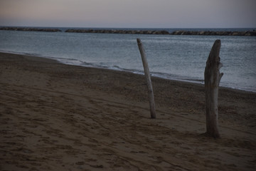 two standing wood branches on the beach in winter