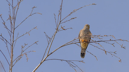 Gheppio posato sul ramo di un albero con cielo blu in sottofondo in inverno