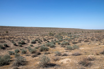 Spring clay desert with shrub vegetation in southern Kazakhstan