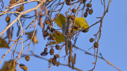 Lucherino mangia i semi sul ramo di un albero in inverno
