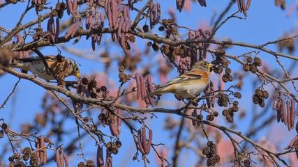 Peppola posata sul ramo tra le foglie di un albero in inverno