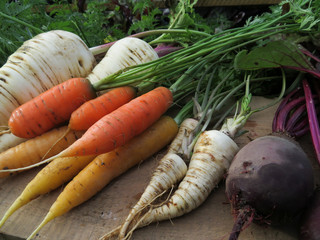 Frisches Wurzelgem&uuml;se