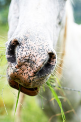 Close up of horse mouth