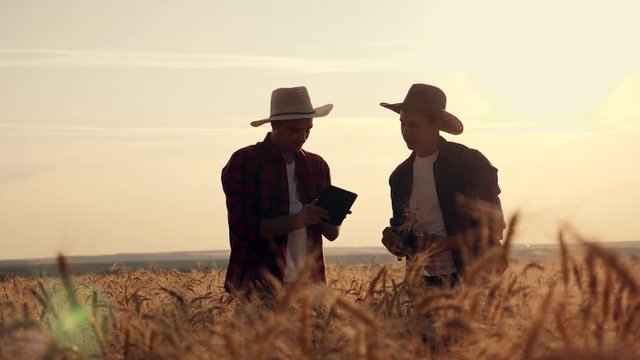 eam work. Two farmers stand at sunset in a wheat field, and discuss the new crop.. Farmers use new technologies in agriculture. Growing organic products.