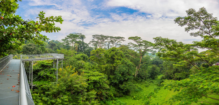 Look Over Kent Ridge Park From Tree Top Walk In Singapore During Daytime