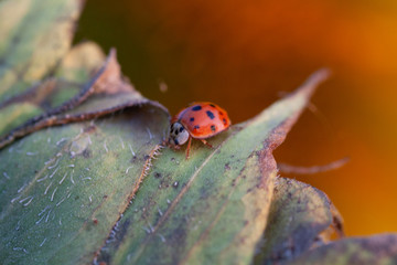 Macro of ladybug on a blade of grass