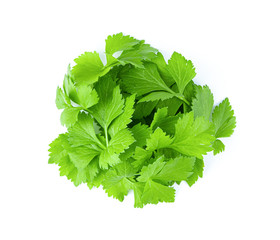 fresh celery leaf isolated on white background.