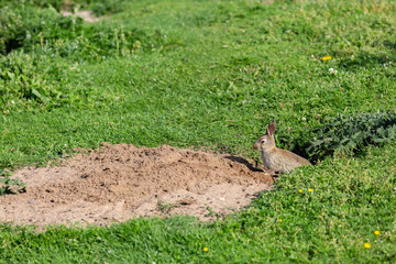Fototapeta premium Rabbit emerges from Burrow Causeway Coast Northern Ireland