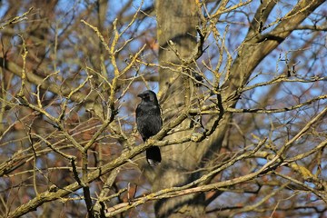 Aaskr&auml;he (Corvus corone) im Baum