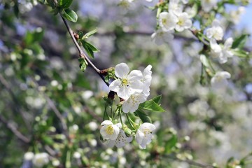Branches of a blossoming cherry against the blue sky in a park, garden, in the natural environment, spring