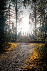 Obraz premium Low winter light in the mountain forest with shadows and mystic atmosphere. Exploring and hiking in the nature. Eckertalsperre, Forest Harz Mountains, National Park Harz in Germany