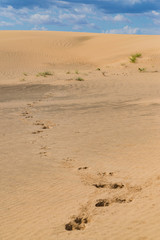 Animal footprints in the desert