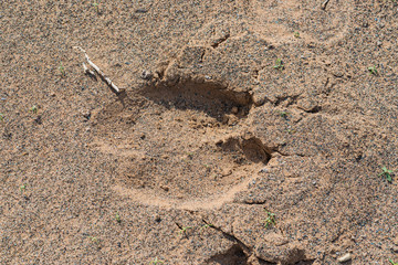 Animal footprints in the desert