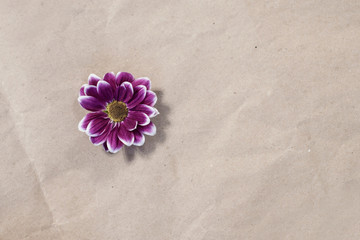 Fototapeta na wymiar purple chrysanthemum Bud on paper beige background