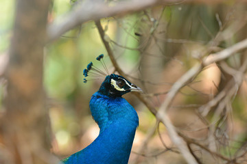 Amazing Peacock, Beautiful Colorful Bird Feather, Abstract Natural Background Beauty Of Wild Animal.