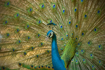 Obraz premium Amazing Peacock, Beautiful Colorful Bird Feather, Abstract Natural Background Beauty Of Wild Animal.
