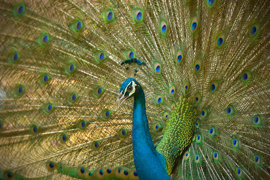 Amazing Peacock, Beautiful Colorful Bird Feather, Abstract Natural Background Beauty Of Wild Animal.