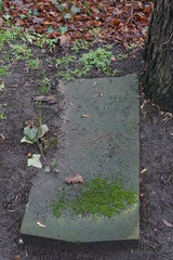 Umgekippter, verwitterter jüdischer Grabstein neben einem Baum auf dem Boden