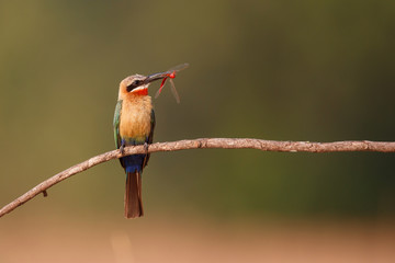 White fronted Bee eater with insects as a prey on a branch above the nest holes in the riverbed of the Zambezi in Mana Pools National Park in Zimbabwe 