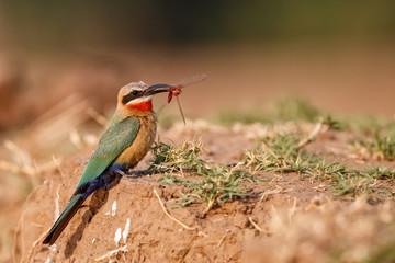 White fronted Bee eater with insects as a prey on a branch above the nest holes in the riverbed of...