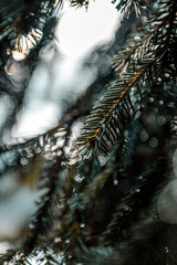 Detail of a pine tree with morning water drops in a dark moody forest. Eckertalsperre, Forest Harz Mountains, National Park Harz in Germany