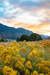 Wildflowers at Sunset