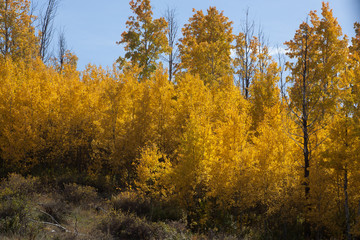 Birch Trees in the Fall