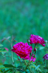 Pink rose flowers in the corner with blurred garden background. book cover, wall paper, valentine,invitation card and weddings.