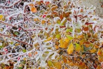 Leaves covered with hoarfrost	