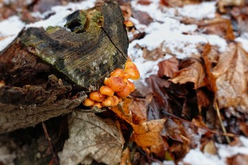 Enokitake. Enoki (Flammulina velutipes) is a mushroom that is well-known for its role in Japanese cuisine.