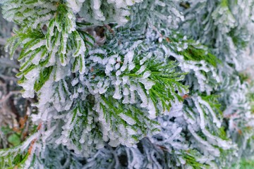 Leaves covered with hoarfrost	