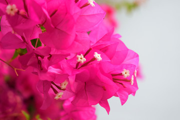 Very beautiful pink bougainvillea background