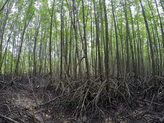 Mangrove forest on the nature